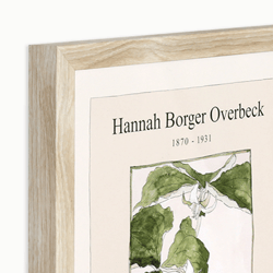 Overbeck Trillium Erectum