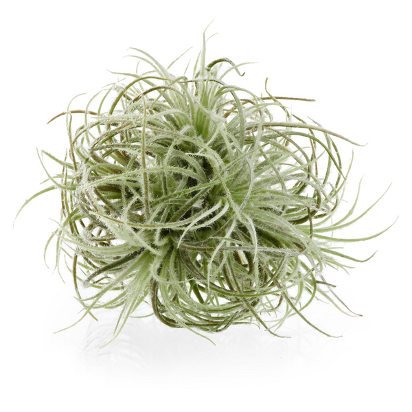 Faux Airplant Sphere