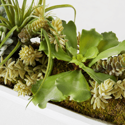 Succulent Assortment In Wood Tray