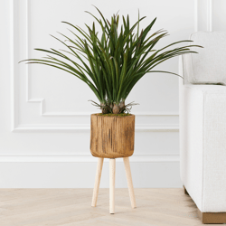 Areca In Wood Stand