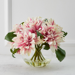 Dahlia In Glass - Blush