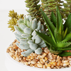 Succulent Assortment In Bowl