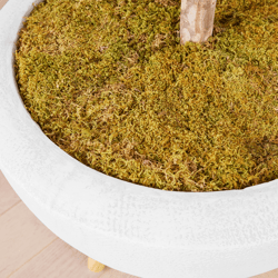 Fiddle Leaf Tree In Bowl