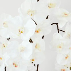 Nikki Chu - Orchid In Black Vase