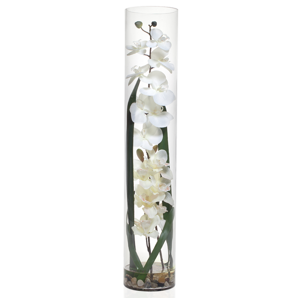 Overlappen Gehoorzaamheid Thermisch Exotic White Orchid In Glass Vase | Accessories | Z Gallerie