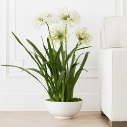 Faux Potted Agapanthus