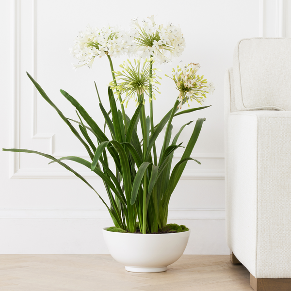 Potted Agapanthus | Z Gallerie