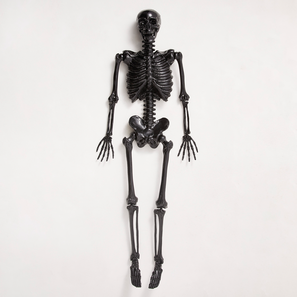 Skeleton | Zgallerie