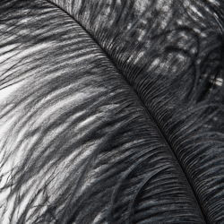 Ostrich Spray - Set of 3