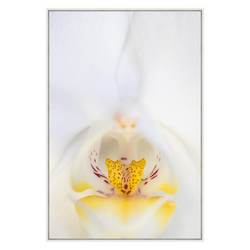 Orchid Naples Yellow 3