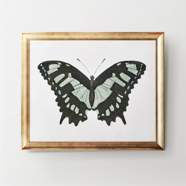 Beautiful Butterfly 2
