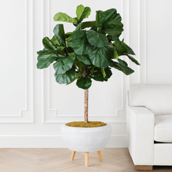 Fiddle Leaf Tree In Bowl