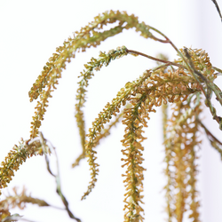 Amaranthus Spray - Set of 3