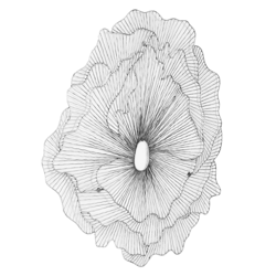 Large Poppy Flower Wall Decor - Silver/Black