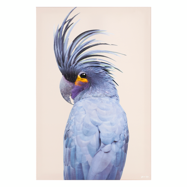Blue Exotic Cockatoo